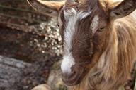 goat-animal-zoo-579502.jpg