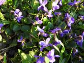 violet-flowers-flower-plant-spring-1289960.jpg