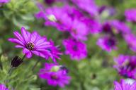 margaritas-flowerpot-purple-lilac-1283265.jpg