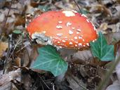 fungus-red-undergrowth-628882.jpg