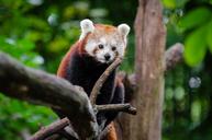 Red Panda (29709195076).jpg