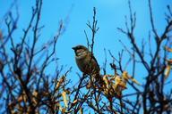 sparrow-male-trees-iraq-597764.jpg