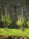 vines-wine-vines-stock-winegrowing-338024.jpg