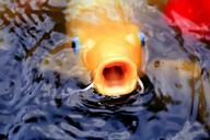 fish-koi-water-pond-japanese-1059268.jpg