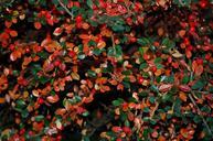 berries-autumn-fall-leaves-nature-463505.jpg