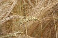 barley-grain-crop-1304077.jpg