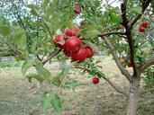 apple-red-apple-tree-orchard-494770.jpg