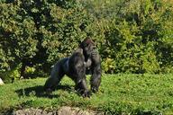 gorilla-primate-ape-monkey-male-315544.jpg