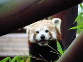 red-panda-red-panda-eating-sitting-708035.jpg