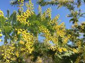 mimosa-acacia-acacia-yellow-flowers-685488.jpg