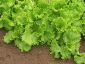 farm-organic-farm-lettuce-garden-173185.jpg