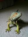 iguana-reptile-lizard-green-blue-218554.jpg