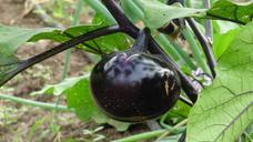 eggplant-organic-vegetable-plant-917997.jpg