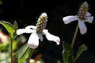 flower-white-desert-nature-macro-50637.jpg