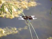 dragonfly-bug-insect-nature-fly-638428.jpg