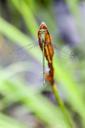 damselfly-dragonfly-insect-green-1287382.jpg