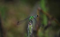 dragonfly-nature-fly-wing-bug-416000.jpg