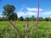 weeds-field-purple-flowers-meadow-18397.jpg