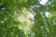 deciduous-forest-leaves-trees-642527.jpg