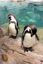 pair-bowing-penguin-tuxedo-bird-71673.jpg