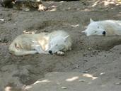 wolves-canine-carnivores-zoo-white-655781.jpg