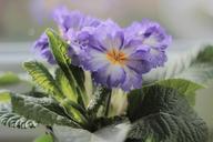 primrose-primula-plant-flowers-264314.jpg