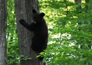 Black bear cub.jpg