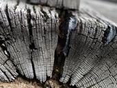 tree-wood-textures-1674857.jpg