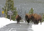 Bison_on_road_near_Old_Faithful.jpg