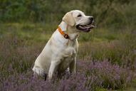 labrador-labradorka-puppy-805860.jpg