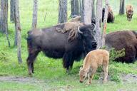 buffalo-bison-animal-wild-american-142165.jpg