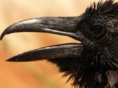 raven-bird-birds-bryce-canyon-usa-4590.jpg