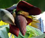 banana-blossom-banana-tree-banana-321127.jpg