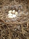 fresh-eggs-nest-goose-eggs-1232462.jpg