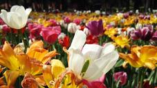 beijing-jingshan-park-tulip-flower-1610417.jpg