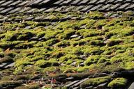 roof-tile-moss-old-leave-brick-1709890.jpg