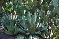 cactus-botanical-garden-%C3%BCberlingen-1524276.jpg