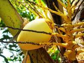 coconut-fruit-the-tree-385675.jpg