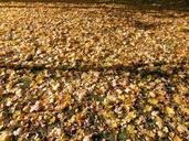 autumn-leaves-golden-golden-autumn-1017128.jpg