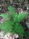 fern-plant-green-nature-fiddlehead-411477.jpg