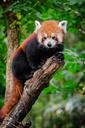 Red Panda (29120120443).jpg