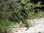 iguana-lizard-reptile-key-west-893843.jpg