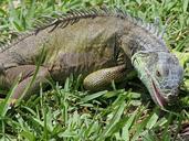 iguana-lizard-reptile-feeding-wild-84633.jpg