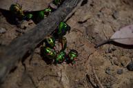 beatles-ground-bugs-705631.jpg