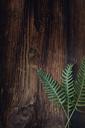 fern-small-fern-green-plant-wood-1250928.jpg