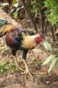 rooster-chicken-poultry-ground-716482.jpg