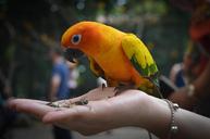 parrots-avian-birds-feathers-wings-1149970.jpg