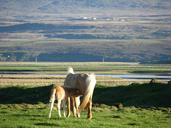 iceland-breastfeeding-animals-669514.jpg