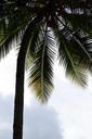 coconut-tree-palm-palm-tree-181958.jpg