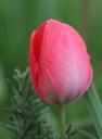 tulip-red-green-flowers-springtime-394008.jpg